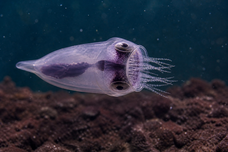 Datei:Filtrus Mareensis.png