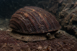 Testudocrusta Ferrea