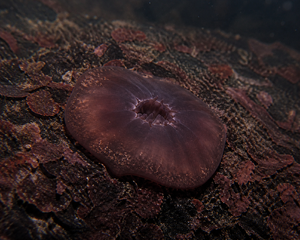 Primitive Mollazoa