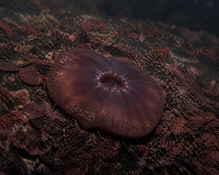 Datei:Mollazoa Primitivform 1.png