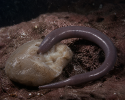 Vermis necrophorus