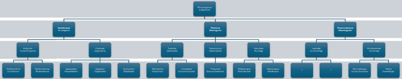 Datei:Taxonomie Phanerogenae Einfach.png
